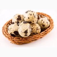 Продам перепелиные яйца оптом
