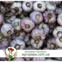 Большая акция на чеснок