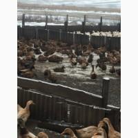 Инкубацыонные яйца утки