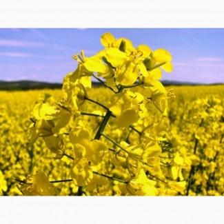 Насіння озимого ріпаку / Снігова Королева / Синтетік / Халк / семена рапса озимого