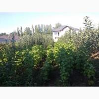 Продам саженцы яблуни груши ( Саженці яблунь ) Вінниця Україна Доставка