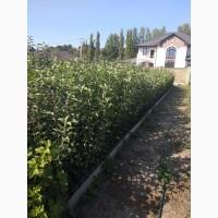 Продам саженцы яблуни груши ( Саженці яблунь ) Вінниця Україна Доставка