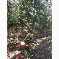 Продам саженцы яблуни груши ( Саженці яблунь ) Вінниця Україна Доставка