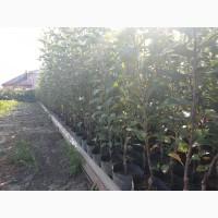 Продам саженцы яблуни груши ( Саженці яблунь ) Вінниця Україна Доставка