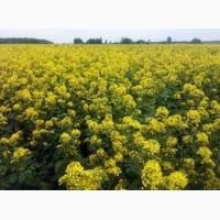 Продам Реген (горчица озимая)