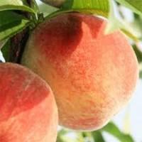 Продам садженці персика