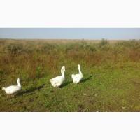 Продам гусака холмогора