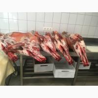 Продам туші барана