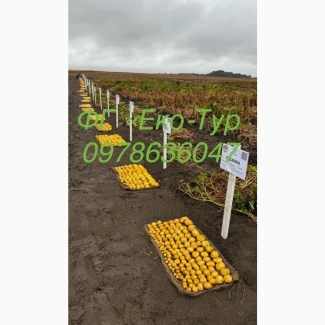 Продам насіння картоплі, картофель, бульба