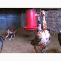 Инкубационное яйцо кур Мадагаскарская голошейка