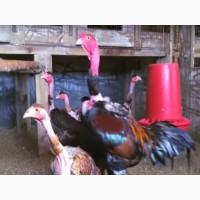Инкубационное яйцо кур Мадагаскарская голошейка