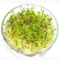 Продаєм насіння кульбаби (Taraxacum officinale)