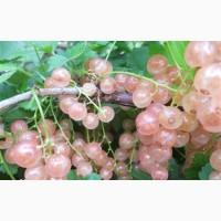 Саженцы крупноплодной шелковицы