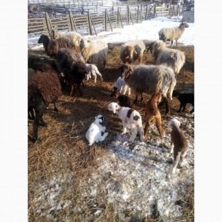 Продам тушки або живих молодих ягнят