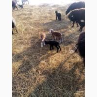 Продам тушки або живих молодих ягнят