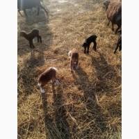 Продам тушки або живих молодих ягнят