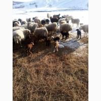Продам тушки або живих молодих ягнят