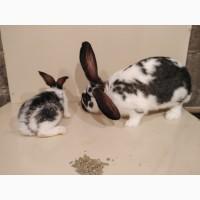Продам Кролики молодняк разный возраст