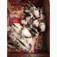 Продам Кролики молодняк разный возраст