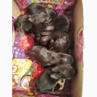 Продам Кролики молодняк разный возраст