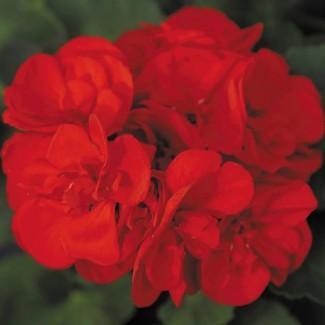 Живець пеларгонії ампельної пельтатум Грандеур Ivy Deep Red червона