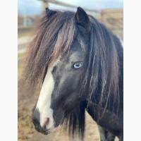 Продам жеребца пони