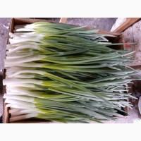Продам перо цибулі лука