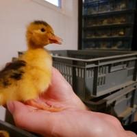 Продам суточных утят опт и розница