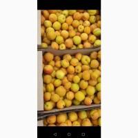 Закуповуємо абрикос на переробку