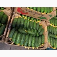 Продам тепличні огірки