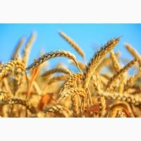 Дорого закупаем зерновые, бобовые и масличные культуры