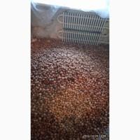 Продам грецкий орех