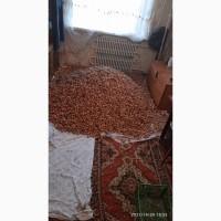 Продам грецкий орех