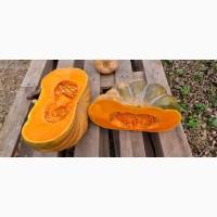 Продам тыкву ромашка Киевская обл Бровары