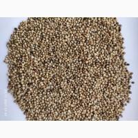 Продам сорго белое-3000т., (качество базовое), Б/Н с НДС, С/Х производитель