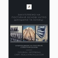 Куплю хутро куниці Дорого