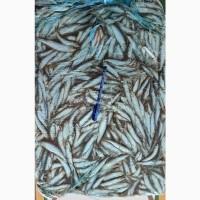 Продам кильку замороженную
