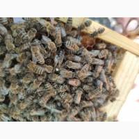 Продам бджолопакети Рамка*230