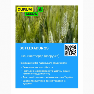 БГ Флексадур 2С / BG Flexadur 2S пшениця тверда дворучка. Насіння пшениці Durum Seeds