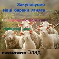 Купую вівці барани ягнята найкращі ціни