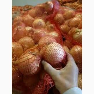 Молода цибуля з Київщини напряму - рання зелена та ріпчаста