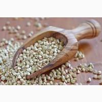 Гречка. Продаж зерна оптом від 5 тонн