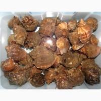 Рапана сырая свежая. Очищенная. Мясо рапаны. Печень Рапан. Черноморская Рапана