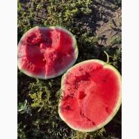 Продам арбуз