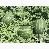Продам кавун