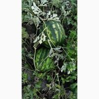 Продам Кавун ОПТ