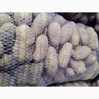 Товарна картоплю опт