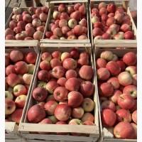 Продам яблука