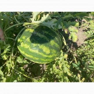 Кавун Продюсер дуже солодкий