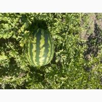 Кавун Продюсер дуже солодкий